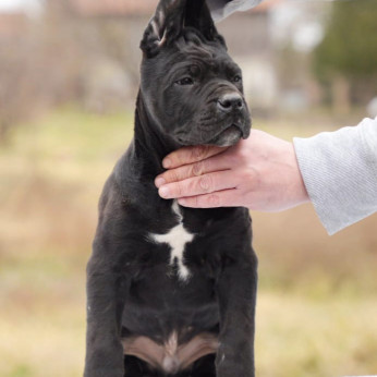 Cane Corso kölykök