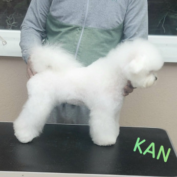 Bichon Frise kölykök