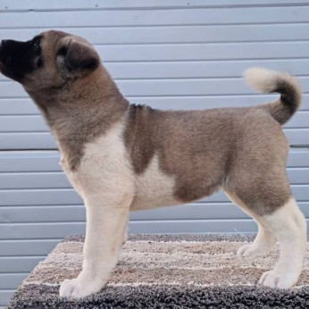 Amerikai akita TOP kölykök