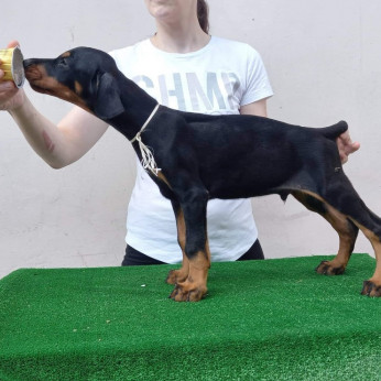 Doberman kiskutyák eladók