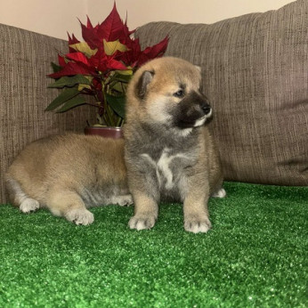 Shiba inu kölykök