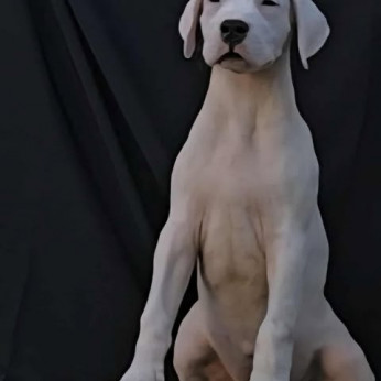 Dogo Argentino szukák