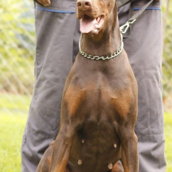 Doberman TOP kölykök