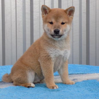 shiba inu