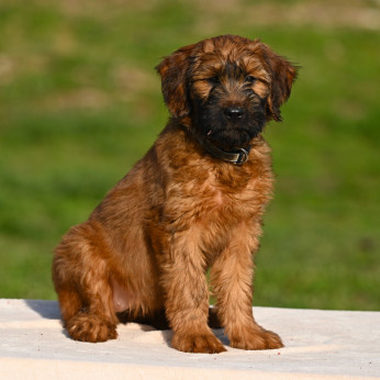 Törzskönyves Briard kiskutyák