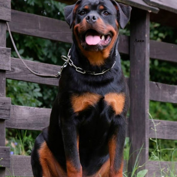 Rottweiler kölykök