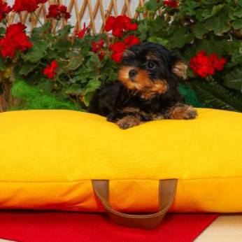 Yorkshire terrierek (Yorkie) - kölykök