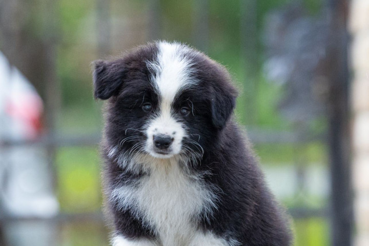 Border Collie – Gyönyörű kölykök
