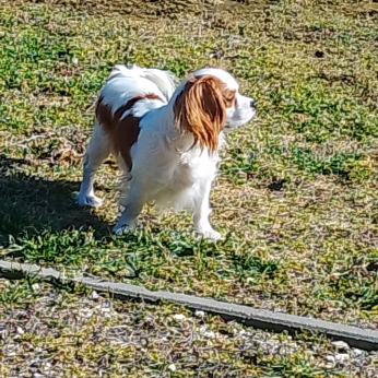Pesti Út 117