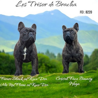 Francia bulldog kölykök