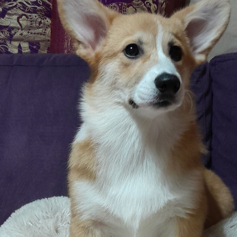 Walesi Corgi Pembroke kölykök