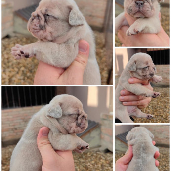 Francia bulldog Standard és egzotikus