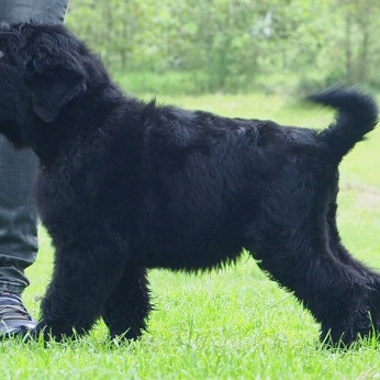 Fekete orosz terrier kölyökkutyák.
