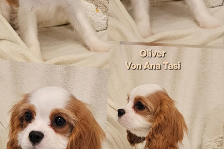Kiváló minőségű Cavalier King Charles spániel kutyák mindkét nemű kutyákból