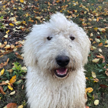 Cuki komondor szuka, 1,5 éves – Ingyen elvihető