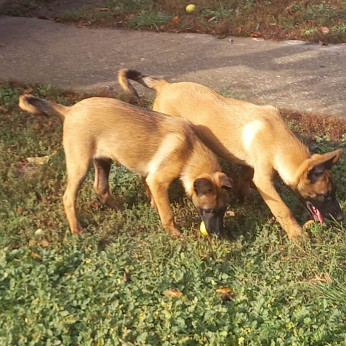 Malinois belga juhászkutya kölykök
