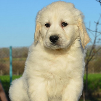 Golden retriever kölykök