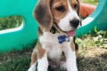 Aranyos Beagle kiskutyák eladók.
