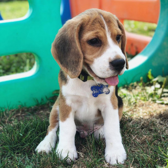 Aranyos Beagle kiskutyák eladók.