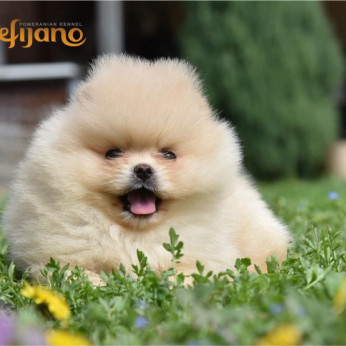 Pomeranian BOO macik, Pomerániai törpespicc kölykök