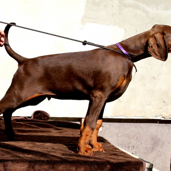 DOBERMANN