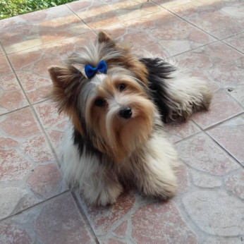 Biewer yorkshire yorki mini kislány gazdit keres!