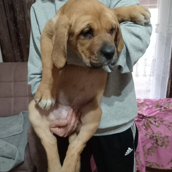 Bandog kölykök eladók