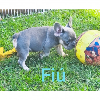 Francia bulldog kiskutyák