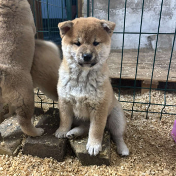 Champion származású Shiba inu kölykök