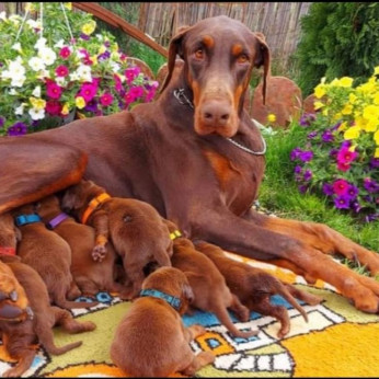 Doberman GYÖNYÖRŰ kutyusok