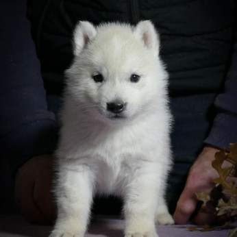 szibériai husky kölykök