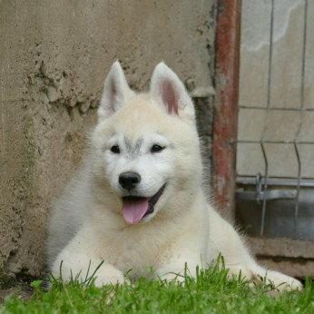 szibériai husky GYÖNYÖRŰ kutyusok