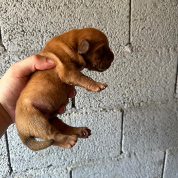 Dogue de Bordeaux kölyökkutyák