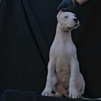 Dogo Argentino szukák