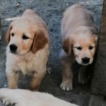Golden retriever kiskutyák
