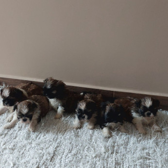 Shih-tzu babák Eladók!