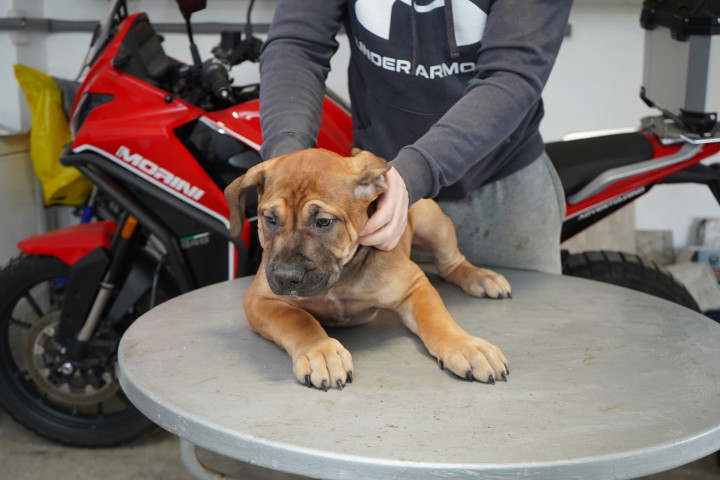 Dél-afrikai masztiff – Boerboel kölykök