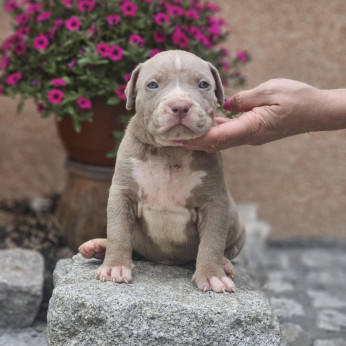 American Bully XL kölykök eladók