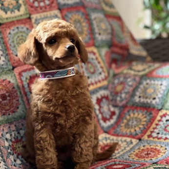 Toy Uszkár (Poodle) kölykök