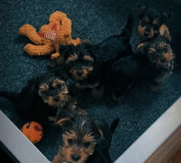 Yorkie terrier kölykök