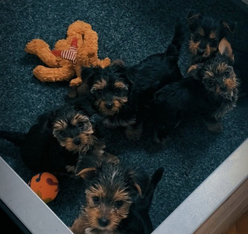 Yorkie terrier kölykök