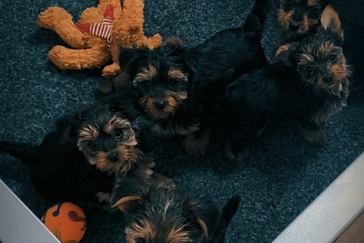 Yorkie terrier kölykök