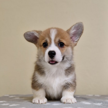 Welsh Corgi Pembroke kölyök
