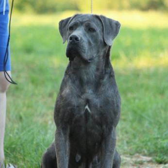 Cane corso kölykök
