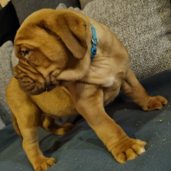 Bordeaux-i dog kiskutyák
