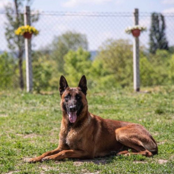 Belga malinois kölykök