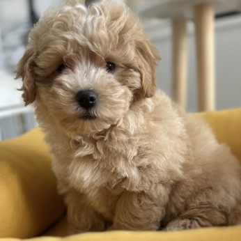 Maltipoo kölykök kiváló genetikával