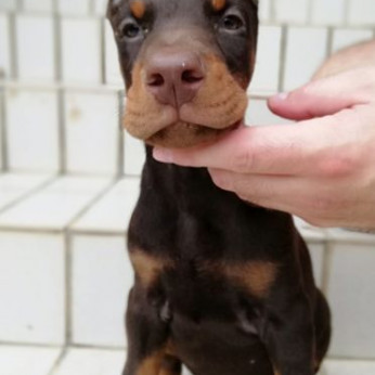 Doberman kiskutyák eladók