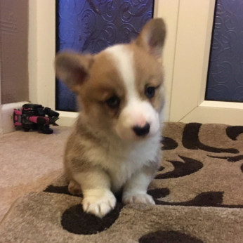 Pembroke Welsh Corgi kölykök kaphatók.