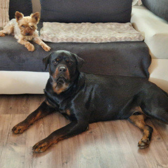Minőségi Rottweiler kiskutyák szerető családba költöznének